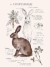 lelapin