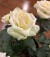 RoseAngel